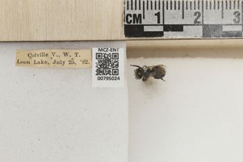 Media type: image;   Entomology 795024 Aspect: Labels